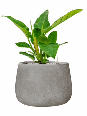 Philodendron Imperial Green In Antwerp D 17 H 51 cm - PlantenShop24 - 26-08-2025