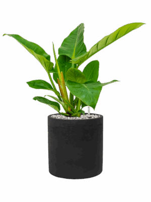 Philodendron Imperial Green In Rough D 17 H 48 cm - PlantenShop24 - 31-08-2025
