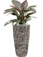 Philodendron `Imperial Red In Baq Lava D 27 H 113 cm - PlantenShop24 - 31-07-2025