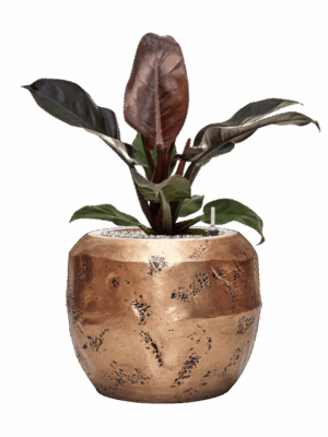 Philodendron `Imperial Red In Baq Opus Raw D 19 H 63 cm - PlantenShop24 - 27-08-2025