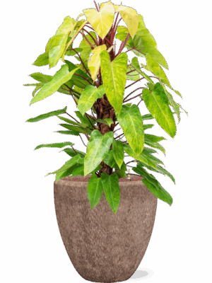 Philodendron Painted Lady In Baq Polystone Rough D 22 H 130 cm - PlantenShop24 - 24-08-2025