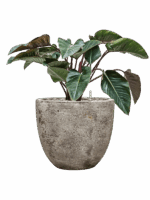 Philodendron Red Beauty In Baq Sandora D 27 H 90 cm - PlantenShop24 - 11-08-2025
