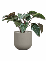 Philodendron Red Beauty In Rotunda Urban D 27 H 96 cm - PlantenShop24 - 01-09-2025