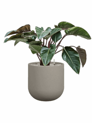 Philodendron Red Beauty In Rotunda Urban D 27 H 96 cm - PlantenShop24 - 01-09-2025