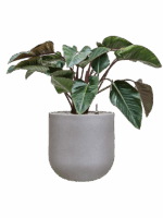 Philodendron Red Beauty In Rotunda Urban D 27 H 98 cm - PlantenShop24 - 01-09-2025