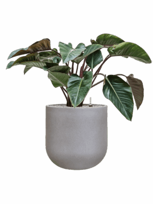 Philodendron Red Beauty In Rotunda Urban D 27 H 98 cm - PlantenShop24 - 01-09-2025