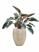 Philodendron Red Beauty In Traces D 30 H 126 cm - PlantenShop24 - 08-08-2025