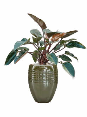 Philodendron Red Beauty In Traces D 30 H 126 cm - PlantenShop24 - 08-08-2025