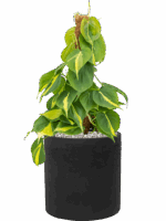 Philodendron Scandens Brasil In Rough D 15 H 48 cm - PlantenShop24 - 31-08-2025