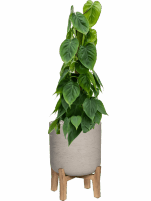 Philodendron Scandens In Rough With Feet Low D 19 H 84 cm - PlantenShop24 - 31-08-2025