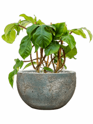 Philodendron Squamiferum In Baq Sandora D 17 H 57 cm - PlantenShop24 - 11-08-2025