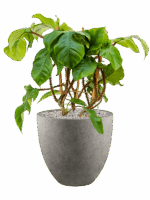 Philodendron Squamiferum In Grigio D 17 H 65 cm - PlantenShop24 - 18-08-2025