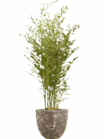Phyllostachys Bissetii In Baq Lava D 28 H 155 cm - PlantenShop24 - 22-08-2025