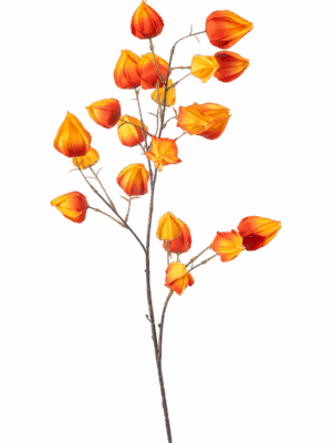 Physalis H 90 cm - PlantenShop24 - 29-08-2025