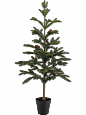 Pine H 97 cm - PlantenShop24 - 29-08-2025