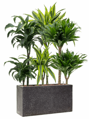 Plantenverrassing In Baq Terrazzo D 15 H 104 cm - PlantenShop24 - 20-08-2025