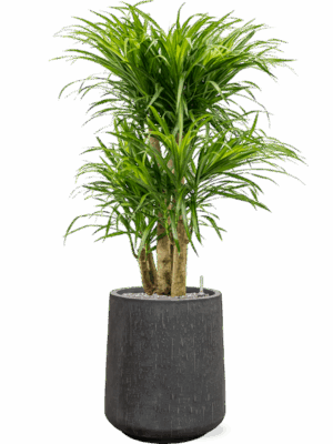 Pleomele Dracaena Anita Variegata In Baq Raindrop D 24 H 118 cm - PlantenShop24 - 04-08-2025
