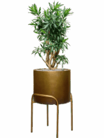 Pleomele Dracaena Reflexa In Baq Gradient Elevated D 30 H 123 cm - PlantenShop24 - 12-08-2025