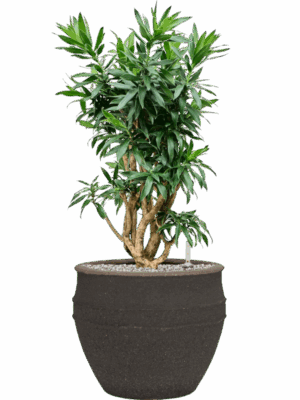 Pleomele Dracaena Reflexa In Mediterranean D 30 H 93 cm - PlantenShop24 - 12-08-2025