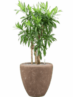 Pleomele Reflexa Song Of Jamaica In Baq Polystone Plain D 30 H 113 cm - PlantenShop24 - 24-08-2025
