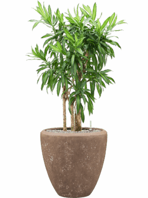 Pleomele Reflexa Song Of Jamaica In Baq Polystone Plain D 30 H 113 cm - PlantenShop24 - 24-08-2025