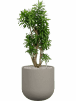 Pleomele Reflexa Song Of Jamaica In Rotunda Urban D 34 H 134 cm - PlantenShop24 - 01-09-2025