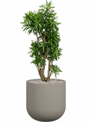 Pleomele Reflexa Song Of Jamaica In Rotunda Urban D 34 H 134 cm - PlantenShop24 - 01-09-2025