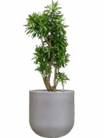 Pleomele Reflexa Song Of Jamaica In Rotunda Urban D 34 H 136 cm - PlantenShop24 - 01-09-2025