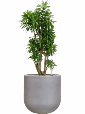 Pleomele Reflexa Song Of Jamaica In Rotunda Urban D 34 H 136 cm - PlantenShop24 - 01-09-2025