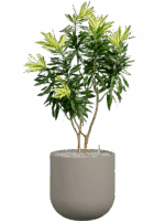 Pleomele Reflexa Song Of Sri Lanka In Rotunda Urban D 30 H 147 cm - PlantenShop24 - 01-09-2025