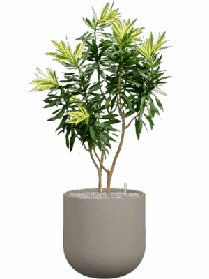 Pleomele Reflexa Song Of Sri Lanka In Rotunda Urban D 30 H 147 cm - PlantenShop24 - 01-09-2025