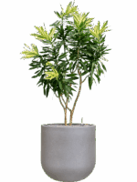 Pleomele Reflexa Song Of Sri Lanka In Rotunda Urban D 30 H 149 cm - PlantenShop24 - 01-09-2025