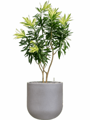 Pleomele Reflexa Song Of Sri Lanka In Rotunda Urban D 30 H 149 cm - PlantenShop24 - 01-09-2025