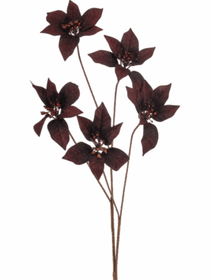 Poinsettia H 80 cm - PlantenShop24 - 29-08-2025