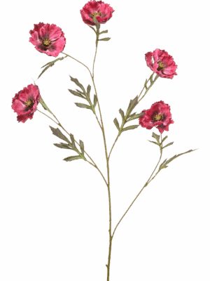 Poppy H 113 cm - PlantenShop24 - 29-08-2025
