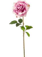 Rose Chloe H 68 cm - PlantenShop24 - 29-08-2025
