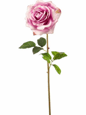Rose Chloe H 68 cm - PlantenShop24 - 29-08-2025