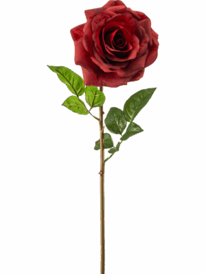 Rose Chloe H 68 cm - PlantenShop24 - 29-08-2025