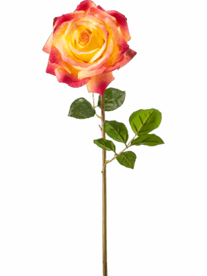 Rose Chloe H 68 cm - PlantenShop24 - 29-08-2025