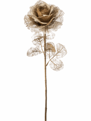 Rose H 65 cm - PlantenShop24 - 29-08-2025