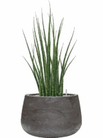 Sansevieria Cylindrica Fernwood Mikado In Baq Algar D 19 H 74 cm - PlantenShop24 - 01-09-2025