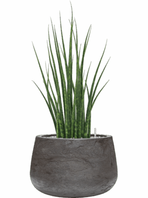 Sansevieria Cylindrica Fernwood Mikado In Baq Algar D 19 H 74 cm - PlantenShop24 - 01-09-2025