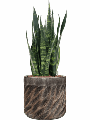 Sansevieria Silver Mist In Baq Luxe Lite Universe Wave D 28 H 102 cm - PlantenShop24 - 25-08-2025