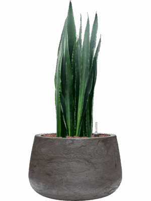 Sansevieria Trifasciata Black Tiger In Baq Algar D 22 H 77 cm - PlantenShop24 - 01-09-2025