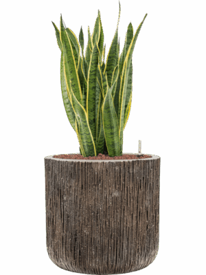 Sansevieria Trifasciata Laurentii Baq Luxe Lite Universe D 22 H 85 cm - PlantenShop24 - 12-08-2025