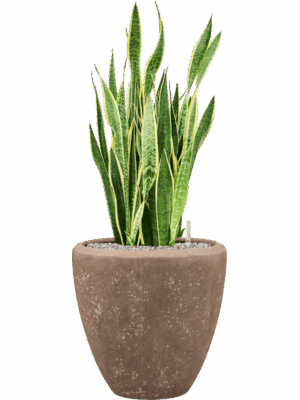 Sansevieria Trifasciata Laurentii In Baq Polystone Plain D 30 H 98 cm - PlantenShop24 - 24-08-2025