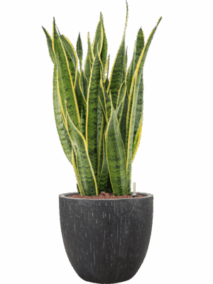 Sansevieria Trifasciata Laurentii In Baq Raindrop D 22 H 101 cm - PlantenShop24 - 12-08-2025