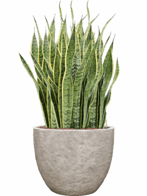 Sansevieria Trifasciata Laurentii In Coast Mountains D 18 H 93 cm - PlantenShop24 - 25-08-2025
