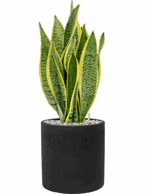 Sansevieria Trifasciata Laurentii In Rough D 14 H 51 cm - PlantenShop24 - 31-08-2025
