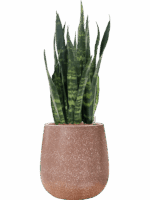 Sansevieria Trifasciata Silver Mist In Baq Terrazzo D 28 H 104 cm - PlantenShop24 - 25-08-2025